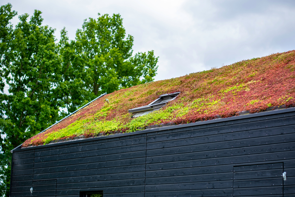 Tout savoir sur les systèmes de toits verts écologiques